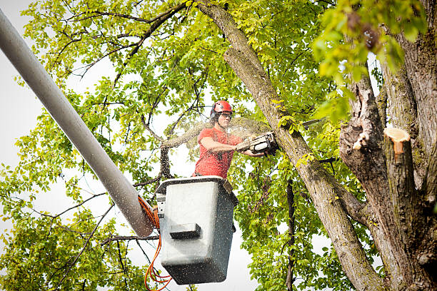 The Steps Involved in Our Tree Care Process in Mattawa, WA